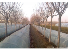 櫻花多少錢一棵？