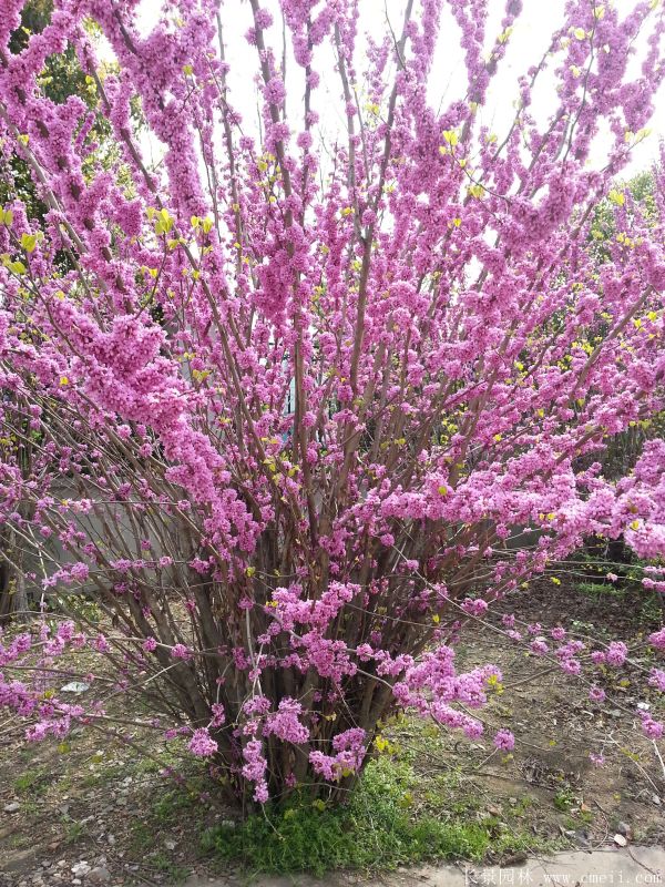 叢生紫荊樹圖片基地實拍