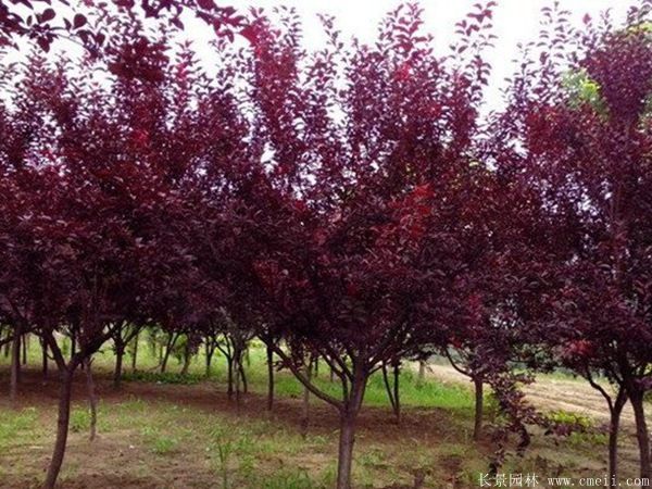 紅葉李圖片基地實(shí)拍 紅葉李圖片基地實(shí)拍