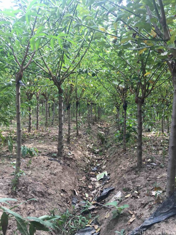 紅梅樹紅梅花圖片基地實拍