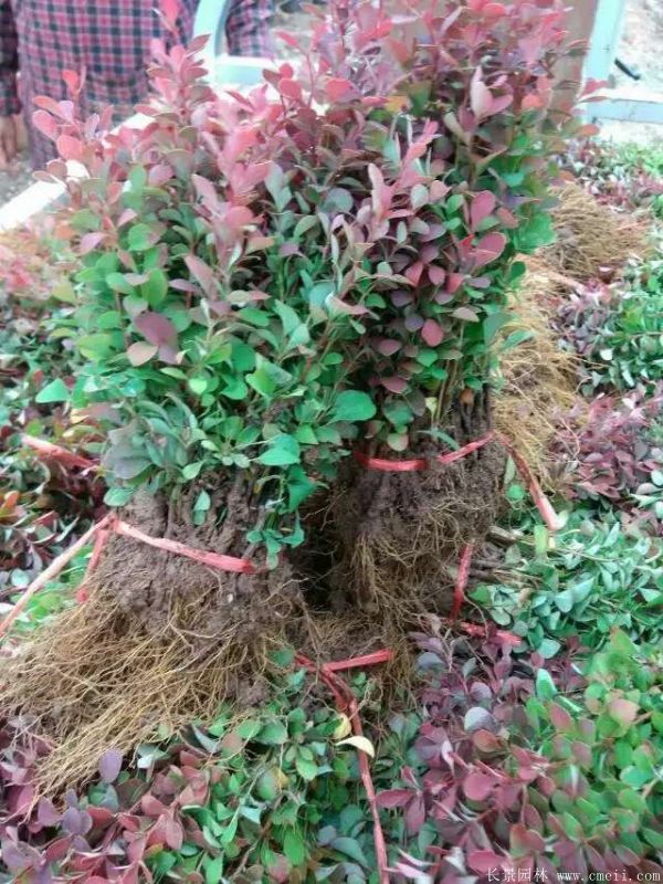 紅葉小檗圖片基地實拍 紅葉小檗圖片基地實拍