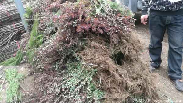 紅葉小檗圖片基地實拍 紅葉小檗圖片基地實拍