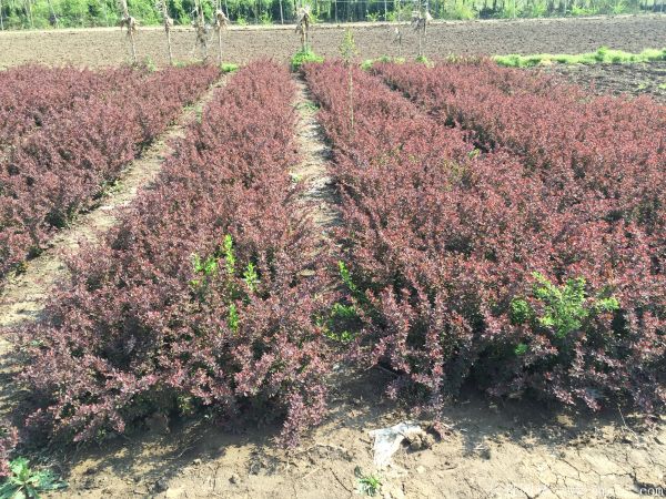 紅葉小檗圖片基地實拍 紅葉小檗圖片基地實拍