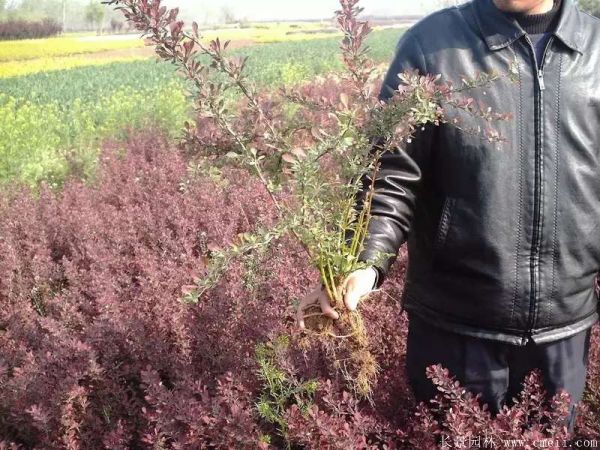 紅葉小檗圖片基地實拍 紅葉小檗圖片基地實拍