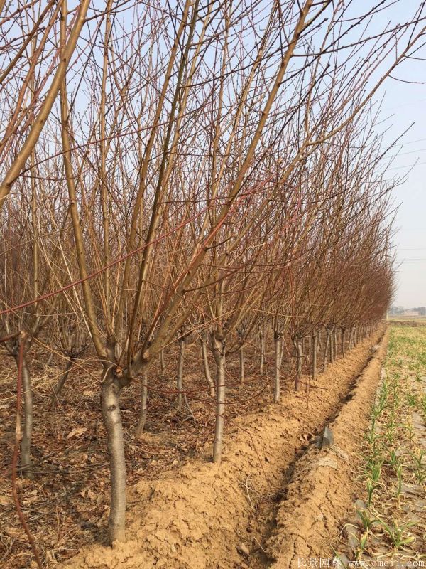 綠梅圖片基地實拍