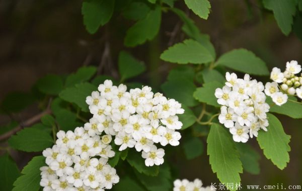 珍珠梅圖片基地實拍 珍珠梅圖片基地實拍