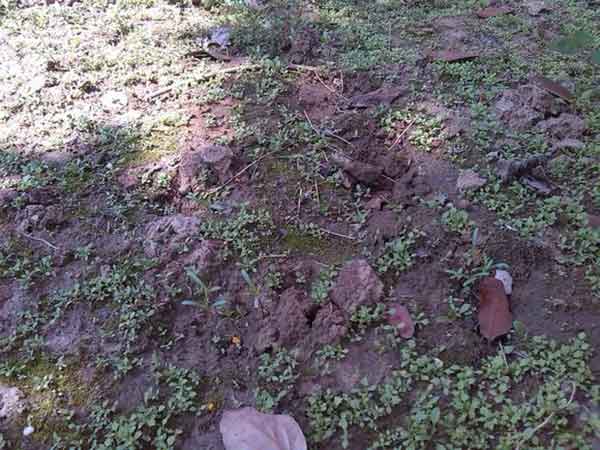 蒲公英種子發芽出芽圖片 蒲公英種子發芽出芽圖片