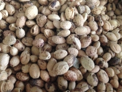 一斤櫻花種子能出多少棵苗？