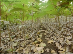 山西可以種植櫻花嗎？