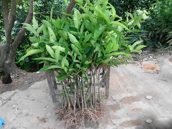 荔枝種子發芽出苗圖片