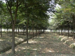 2020櫸樹價格報價表，出自全國較大的櫸樹產區