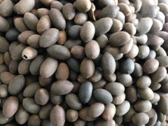 荷花播種后幾天發芽  多久可以開花  花期有多長