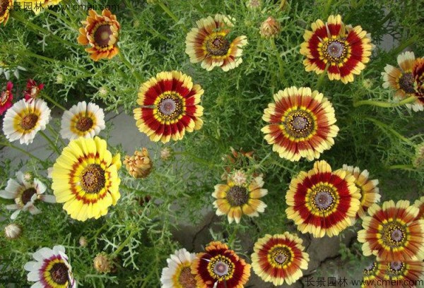 花環(huán)菊 花環(huán)菊