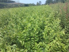 6月可以播種櫸樹嗎？