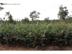 4月可以播種櫸樹嗎？