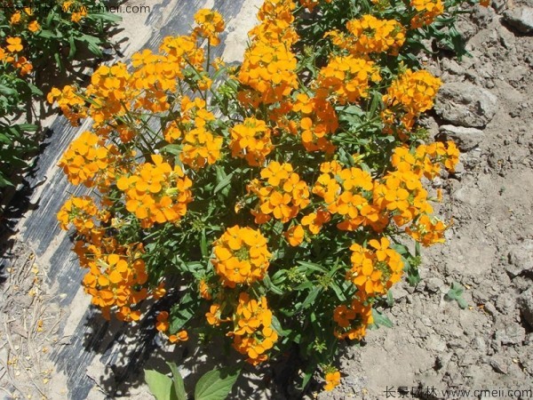 七里黃種子發(fā)芽出苗開花圖片 七里黃種子發(fā)芽出苗開花圖片