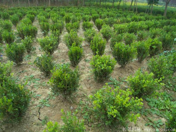 小葉黃楊球 小葉黃楊球