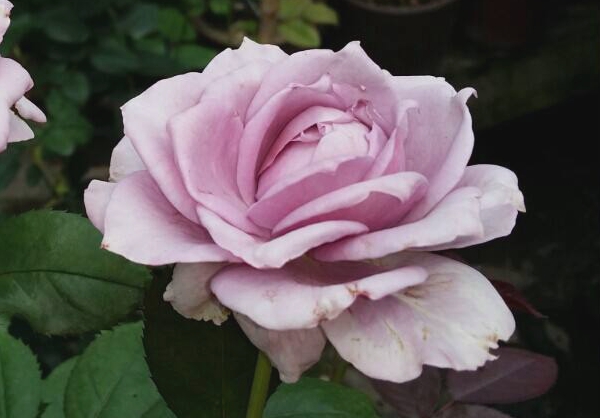 諾瓦利斯歐月小苗照片