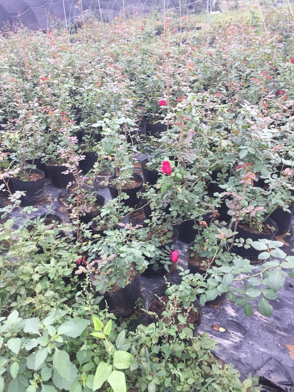 江蘇沭陽歐月基地 江蘇沭陽歐月基地