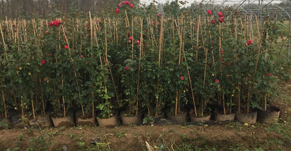 江蘇沭陽歐月基地 江蘇沭陽歐月基地