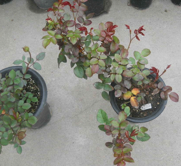 江蘇沭陽歐月基地 江蘇沭陽歐月基地