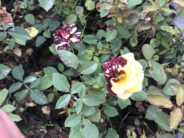 沭陽歐月基地照片