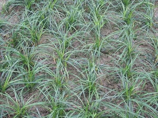 細(xì)葉麥冬草 細(xì)葉麥冬草