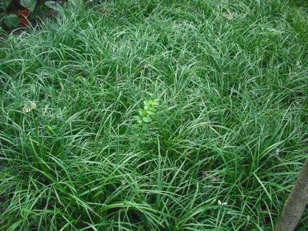 細(xì)葉麥冬 細(xì)葉麥冬