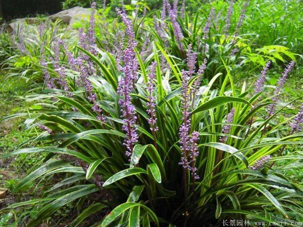 金邊麥冬 金邊麥冬