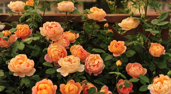 夏洛特夫人 夏洛特夫人