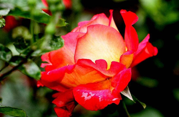 寵愛小姐 寵愛小姐