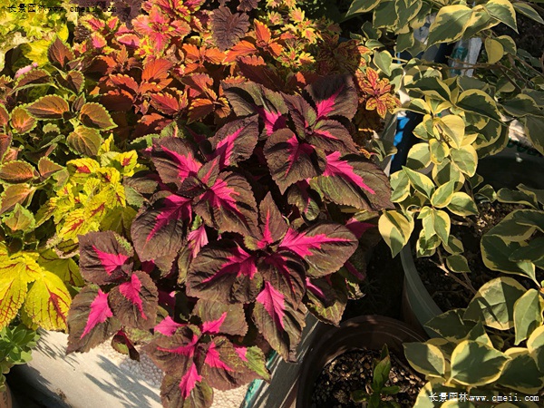 彩葉草
