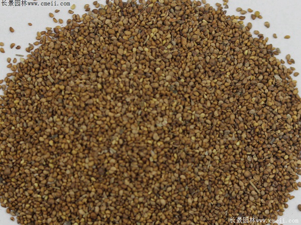 委陵菜種子 委陵菜種子