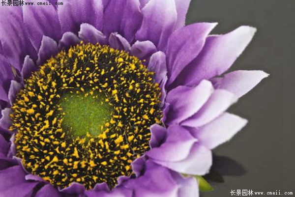 紫色向日葵 紫色向日葵