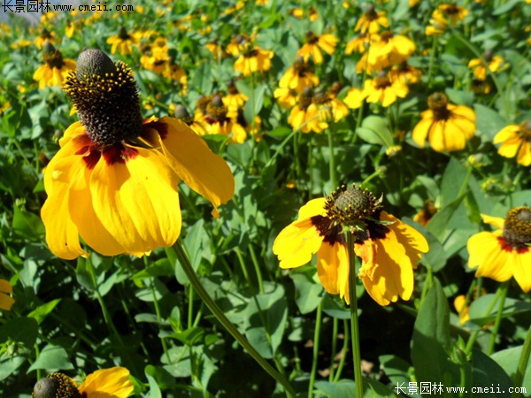 草原松果菊 草原松果菊