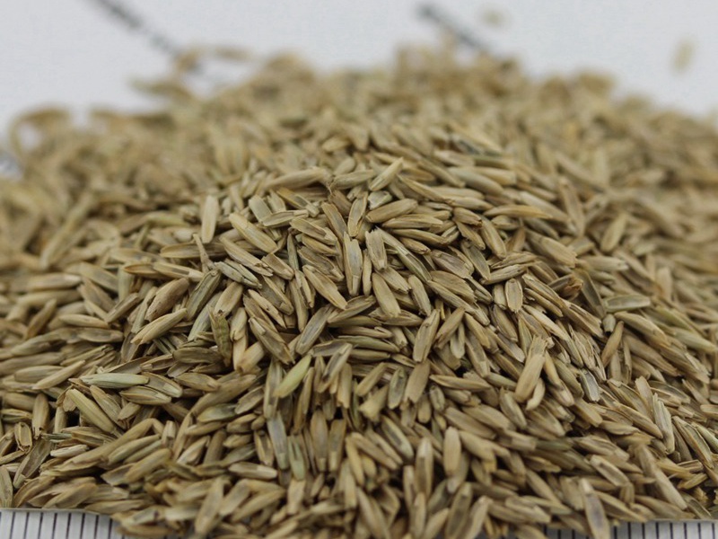 白標多年生黑麥草 白標多年生黑麥草