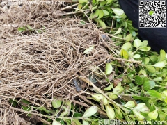 10公分小葉黃楊價格是多少？床苗 幼苗 小苗