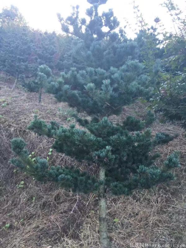 1594618233708752.jpg 1-1F32Z95R1325.jpg