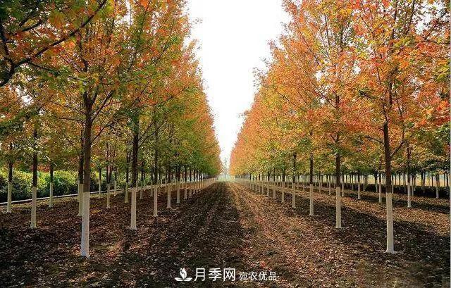 值得收藏！這些全國著名苗木產(chǎn)地你知道幾個？