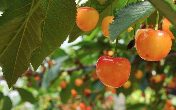 櫻桃樹(shù) 櫻桃樹(shù)