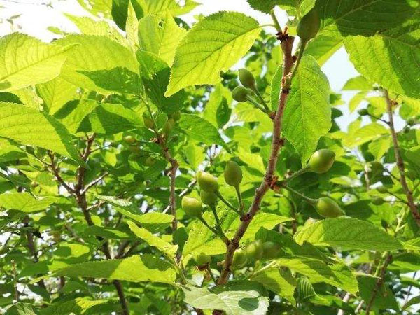 櫻桃樹(shù) 櫻桃樹(shù)