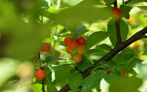 櫻桃樹(shù)果期管理 櫻桃樹(shù)果期管理