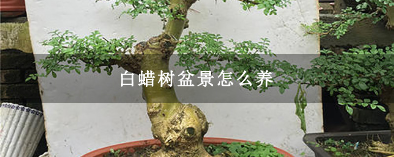 白蠟樹(shù)盆景怎么養(yǎng)