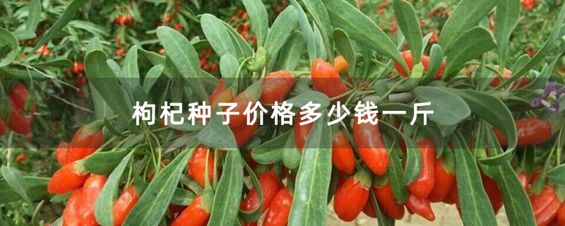 枸杞樹