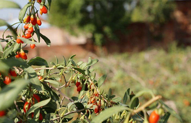 枸杞子多少錢一棵?2020年枸杞子價格最新行情預測