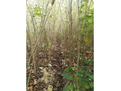 巨紫荊多少錢？巨紫荊價格最新市場預測