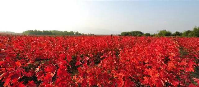 1673146514352322.jpg 三季紅.jpg