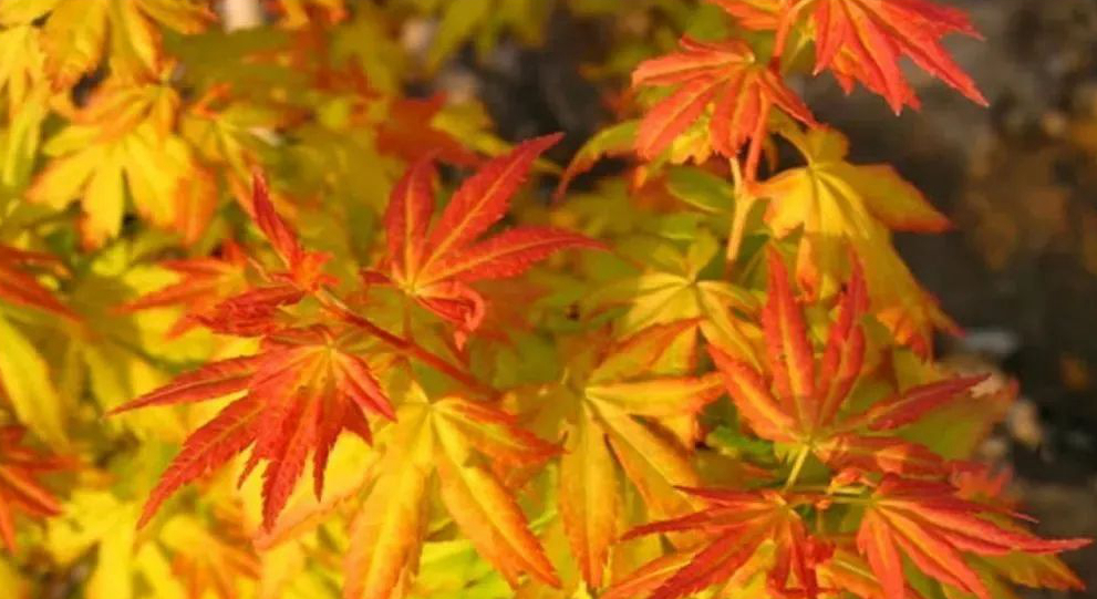 1673146523440862.jpg 橙之夢.jpg