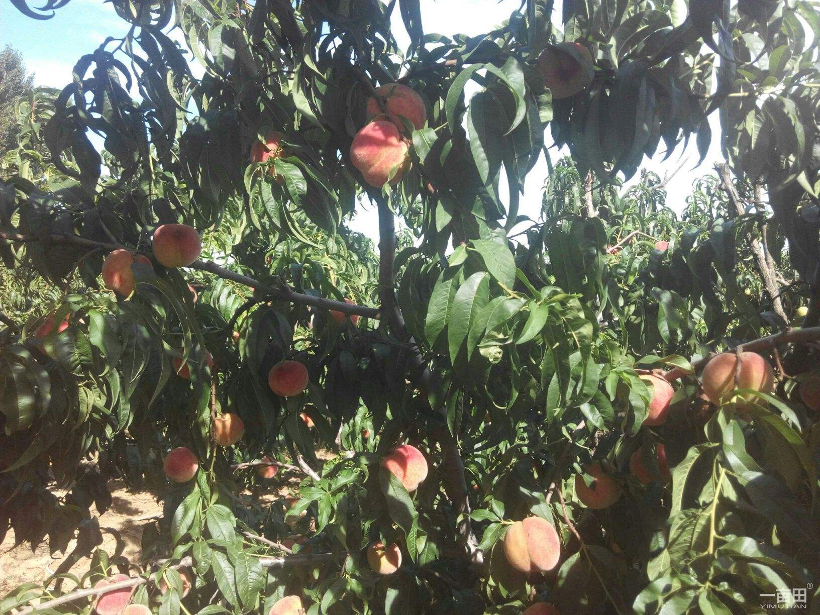 1673148429592067.jpg 毛桃樹.jpg