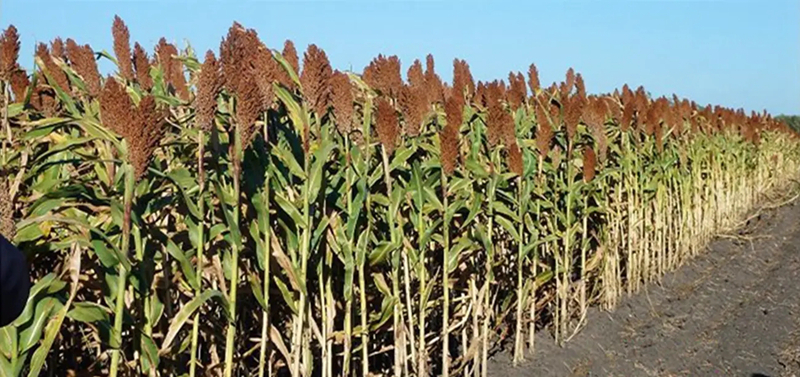 1673150537625580.jpg src=http___cbu01.alicdn.com_img_ibank_2017_280_469_5342964082_114227067.jpg&refer=http___cbu01.alicdn.webp.jpg